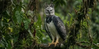 Como a tática de emboscada silenciosa consagra o gavião-real como o predador mais letal das florestas tropicais brasileiras