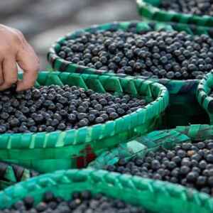Açaí ganha protagonismo em encontro climático da Amazônia e será debatido como estratégia para desenvolvimento sustentável da região