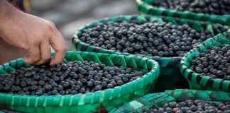 Açaí ganha protagonismo em encontro climático da Amazônia e será debatido como estratégia para desenvolvimento sustentável da região
