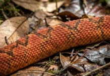Como a surucucu-de-fogo desenvolveu um veneno hemotóxico devastador que desafia os protocolos médicos de emergência na Região Amazônica