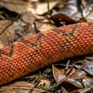 Como a surucucu-de-fogo desenvolveu um veneno hemotóxico devastador que desafia os protocolos médicos de emergência na Região Amazônica
