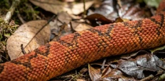 Como a surucucu-de-fogo desenvolveu um veneno hemotóxico devastador que desafia os protocolos médicos de emergência na Região Amazônica
