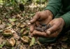 Como o cumaru une a alta perfumaria internacional ao extrativismo sustentável de comunidades tradicionais na Floresta Amazônica