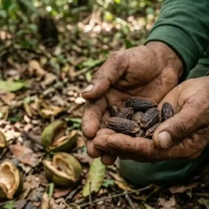 Como o cumaru une a alta perfumaria internacional ao extrativismo sustentável de comunidades tradicionais na Floresta Amazônica