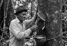 Como os seringueiros da Amazônia revolucionaram as políticas ambientais globais ao criarem o conceito inovador de reserva extrativista