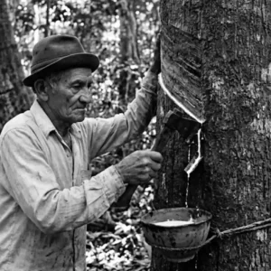 Como os seringueiros da Amazônia revolucionaram as políticas ambientais globais ao criarem o conceito inovador de reserva extrativista