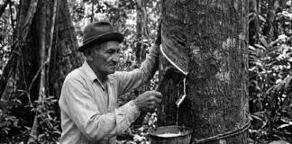 Como os seringueiros da Amazônia revolucionaram as políticas ambientais globais ao criarem o conceito inovador de reserva extrativista