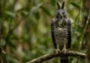Como a rara harpia-de-crista e o gavião-real dividem os céus e coordenam a predação no ecossistema da Floresta Amazônica