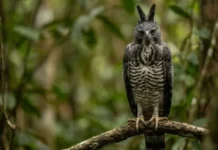 Como a rara harpia-de-crista e o gavião-real dividem os céus e coordenam a predação no ecossistema da Floresta Amazônica