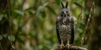 Como a rara harpia-de-crista e o gavião-real dividem os céus e coordenam a predação no ecossistema da Floresta Amazônica