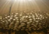 Como os imensos cardumes de jaraqui realizam migrações sincronizadas que movimentam a economia e sustentam a pesca artesanal no Amazonas