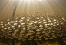 Como os imensos cardumes de jaraqui realizam migrações sincronizadas que movimentam a economia e sustentam a pesca artesanal no Amazonas