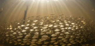 Como os imensos cardumes de jaraqui realizam migrações sincronizadas que movimentam a economia e sustentam a pesca artesanal no Amazonas