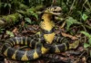 Como a cobra caninana combina o blefe do balão e a imitação da cascavel para sobreviver na Amazônia
