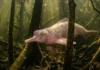 Como a flexibilidade cervical única do boto-cor-de-rosa permite a caça entre as árvores inundadas na Amazônia