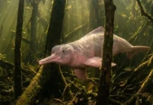 Como a flexibilidade cervical única do boto-cor-de-rosa permite a caça entre as árvores inundadas na Amazônia