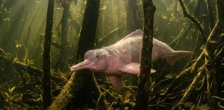 Como a flexibilidade cervical única do boto-cor-de-rosa permite a caça entre as árvores inundadas na Amazônia