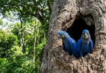 Como a dependência da árvore de manduvi afeta a sobrevivência e os ninhos da arara-azul na Amazônia