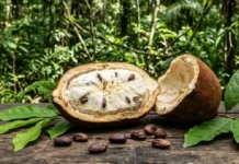 Como o cupuaçu une a alta gastronomia internacional e a indústria de cosméticos como substituto perfeito do cacau