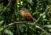 Como o canto complexo do uirapuru intriga a ciência e silencia outras aves na floresta amazônica