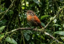 Como o canto complexo do uirapuru intriga a ciência e silencia outras aves na floresta amazônica