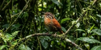 Como o canto complexo do uirapuru intriga a ciência e silencia outras aves na floresta amazônica
