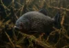 Descubra como a gigante piranha-preta da bacia amazônica é incrivelmente menos agressiva do que a pequena piranha-vermelha
