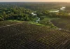 Como o Brasil planeja plantar 25 milhões de árvores na Amazônia e superar complexos obstáculos biológicos