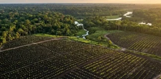 Como o Brasil planeja plantar 25 milhões de árvores na Amazônia e superar complexos obstáculos biológicos