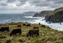 Como cientistas decifraram o DNA de vacas abandonadas em ilha e revelaram impressionante evolução biológica isolada