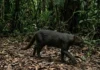 Como o avistamento do raro gato-mourisco no Pará reforça a importância de proteger a biodiversidade da Amazônia