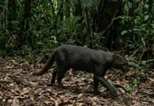 Como o avistamento do raro gato-mourisco no Pará reforça a importância de proteger a biodiversidade da Amazônia