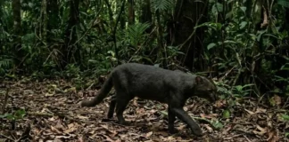 Como o avistamento do raro gato-mourisco no Pará reforça a importância de proteger a biodiversidade da Amazônia