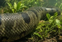 A majestosa sucuri-verde e o ambiente amazônico: os maiores segredos de sobrevivência do imenso predador das águas