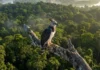 O majestoso gavião-real e a imensa floresta amazônica: como ninhos nas alturas revelam matas primárias intocadas