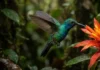 O pequeno beija-flor e a imensa floresta tropical: os segredos do metabolismo animal mais acelerado da natureza