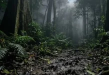 A lenda mítica da Caipora e a selva brasileira: o formidável guardião ecológico protetor de todos os animais