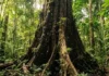 A grandiosa árvore do piquiá e as comunidades amazônicas tradicionais: os impressionantes segredos da lendária madeira imortal