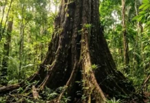 A grandiosa árvore do piquiá e as comunidades amazônicas tradicionais: os impressionantes segredos da lendária madeira imortal