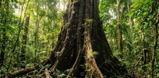 A grandiosa árvore do piquiá e as comunidades amazônicas tradicionais: os impressionantes segredos da lendária madeira imortal
