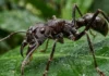 A formidável formiga tucandeira e os ritos amazônicos originários: a insuportável dor como sagrada passagem ancestral