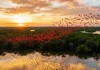 A deslumbrante ave guará e os ricos manguezais amazônicos: os grandes segredos da intensa coloração vermelha litorânea