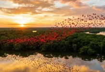 A deslumbrante ave guará e os ricos manguezais amazônicos: os grandes segredos da intensa coloração vermelha litorânea