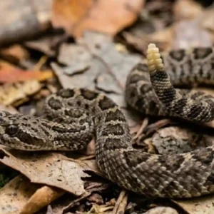 Como os filhotes de cascavel usam veneno potente e guizo silencioso para sobreviver nas florestas e cerrados brasileiros