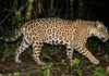 Como os cientistas usam as rosetas da onça-pintada para mapear e proteger a espécie na floresta da Amazônia