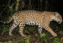 Como os cientistas usam as rosetas da onça-pintada para mapear e proteger a espécie na floresta da Amazônia