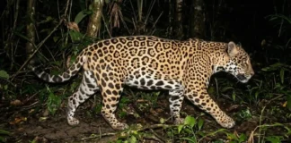 Como os cientistas usam as rosetas da onça-pintada para mapear e proteger a espécie na floresta da Amazônia