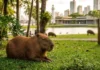 Capivara: O Gigante Dócil que Guarda um Perigo Surpreendente em Parques Urbanos