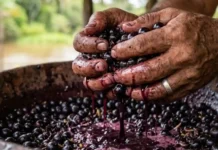 Como a ancestralidade do termo tupi açaí revela os segredos e a importância cultural do fruto que chora na Amazônia