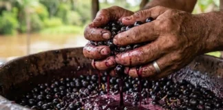 Como a ancestralidade do termo tupi açaí revela os segredos e a importância cultural do fruto que chora na Amazônia
